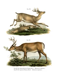 Pampashjorte, 1860